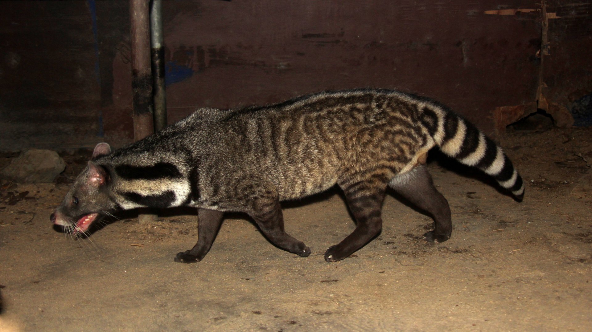 large Indian civet (Viverra zibetha)