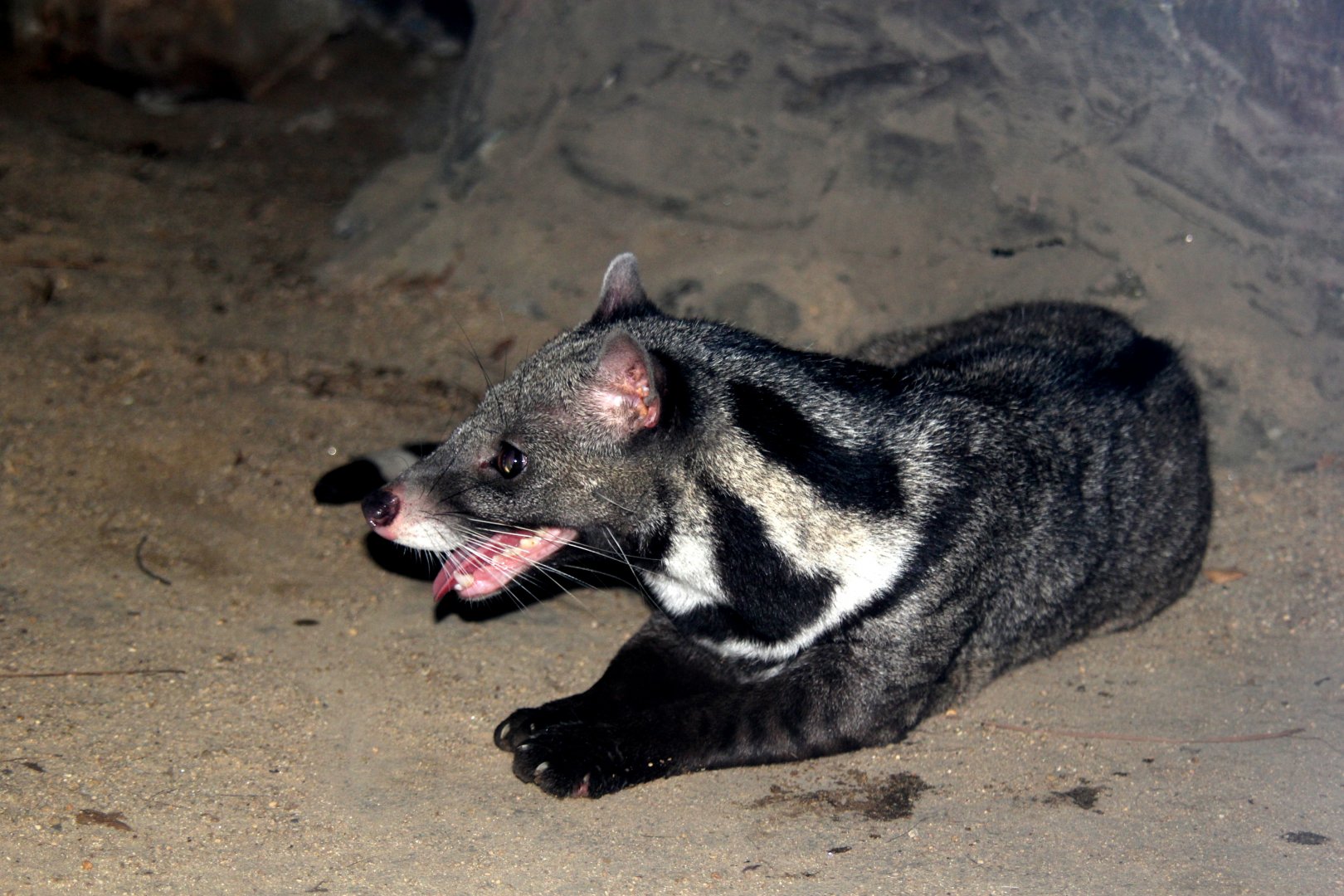 large Indian civet (Viverra zibetha)