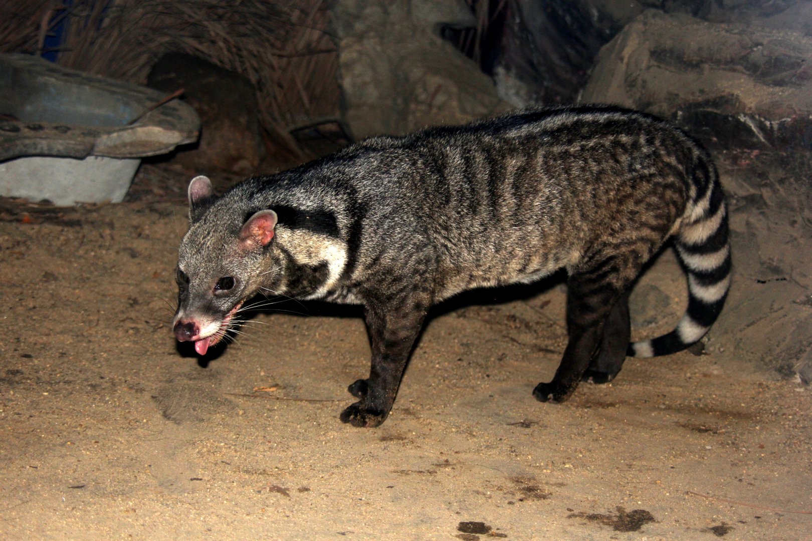 large Indian civet (Viverra zibetha)