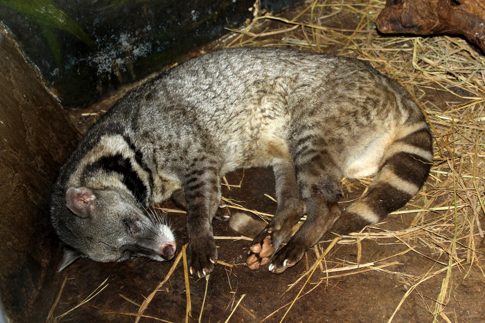 large Indian civet (Viverra zibetha)