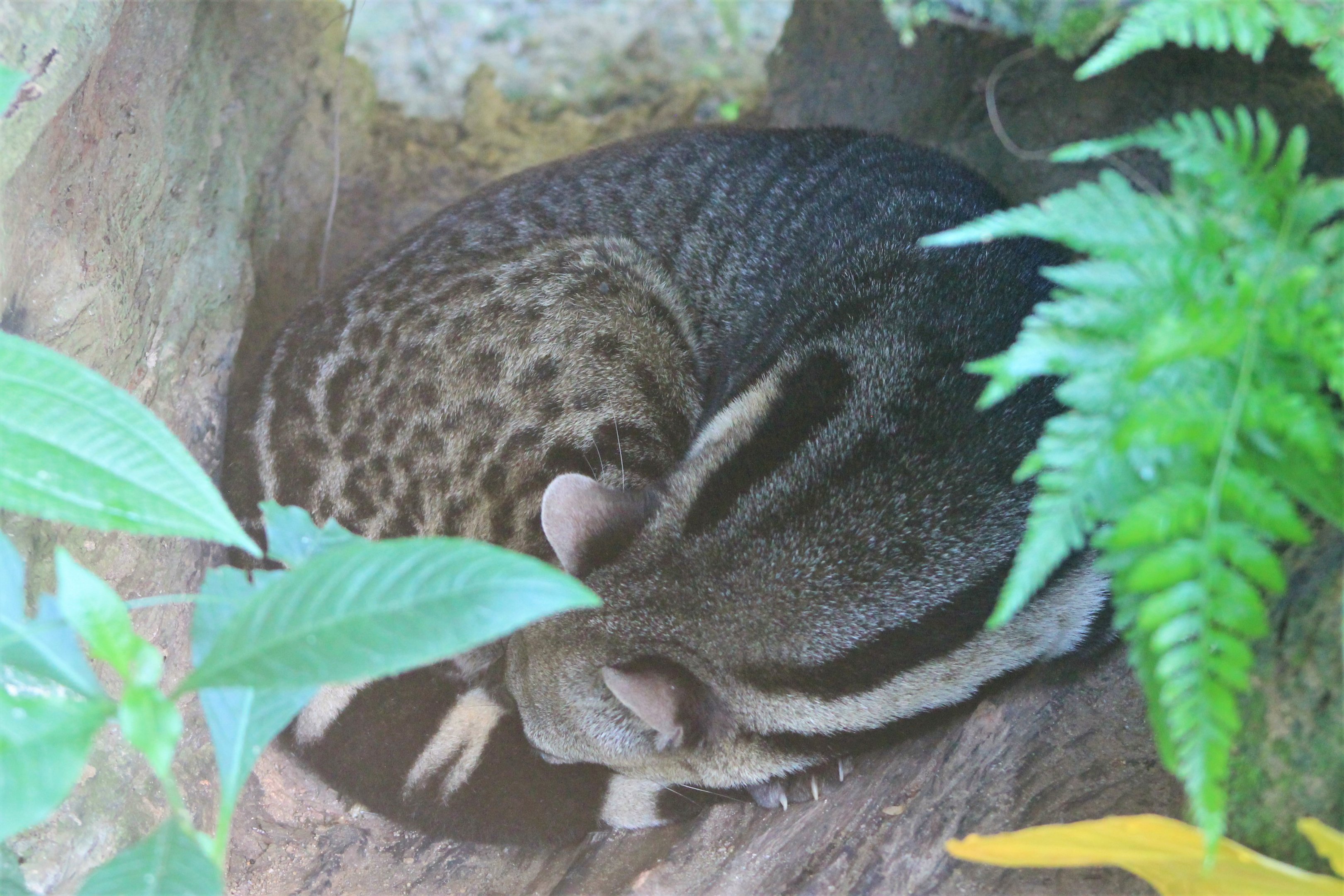 Large Indian Civet (Viverra zibetha)