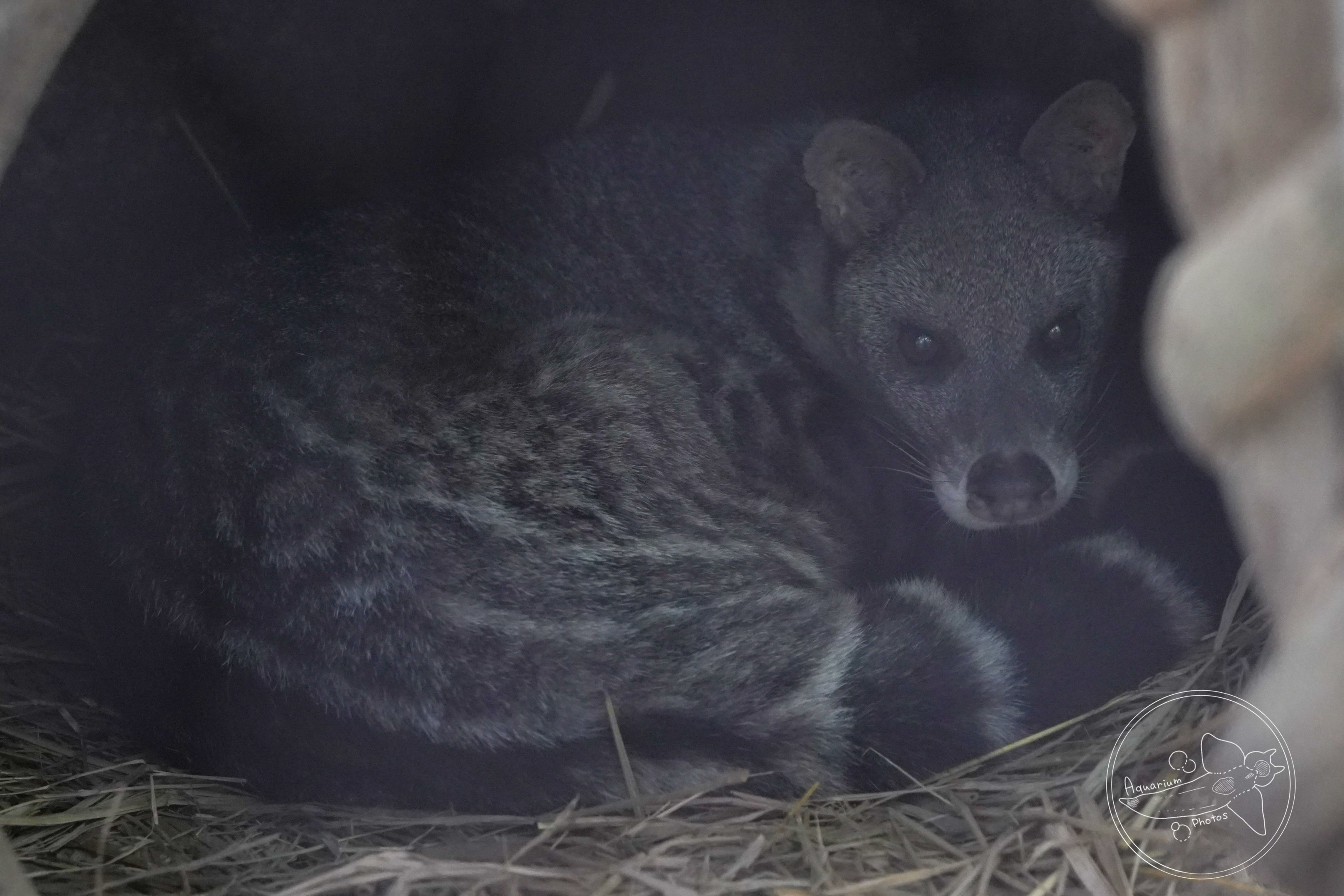 Large Indian civet (Viverra zibetha)