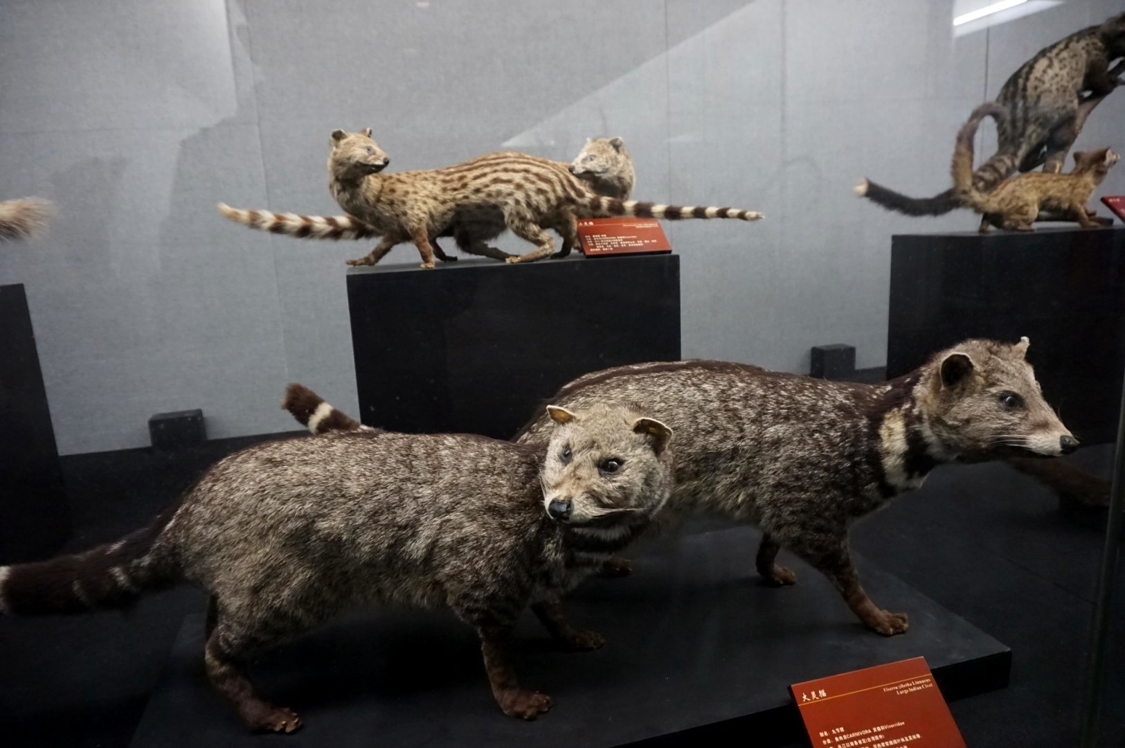 Large Indian civet