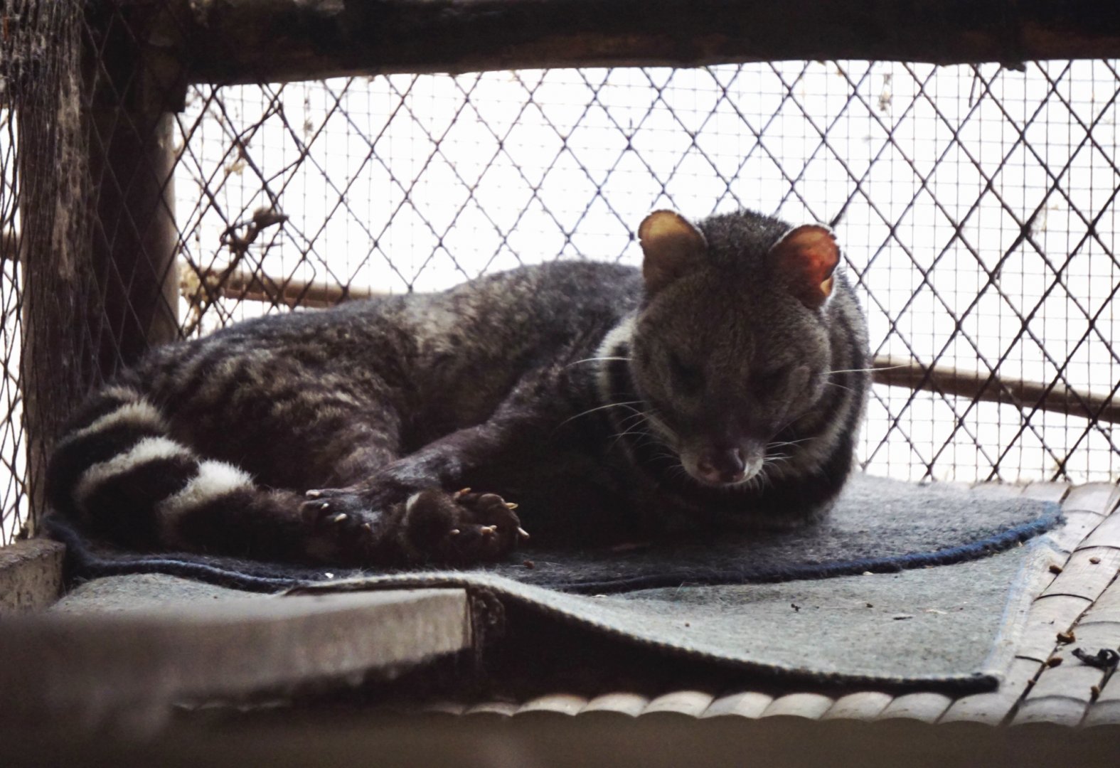 Large Indian civet