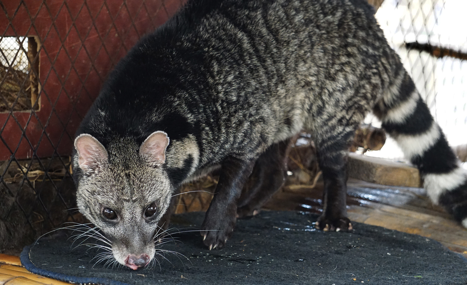 Large Indian civet