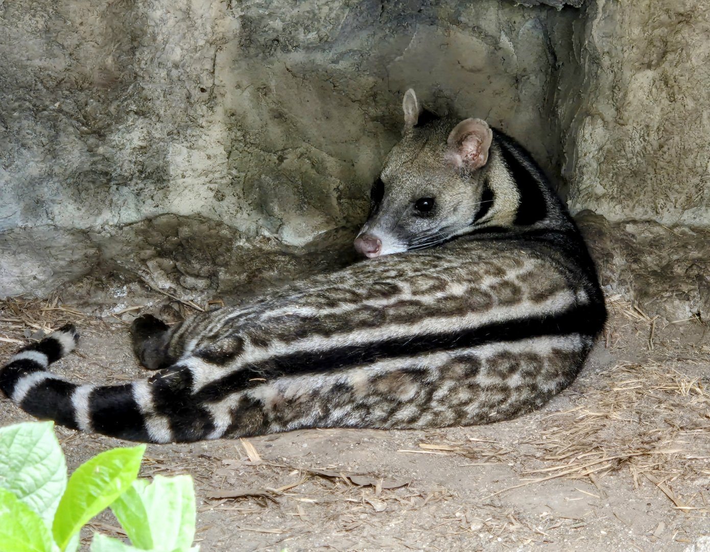 Large Indian Civet