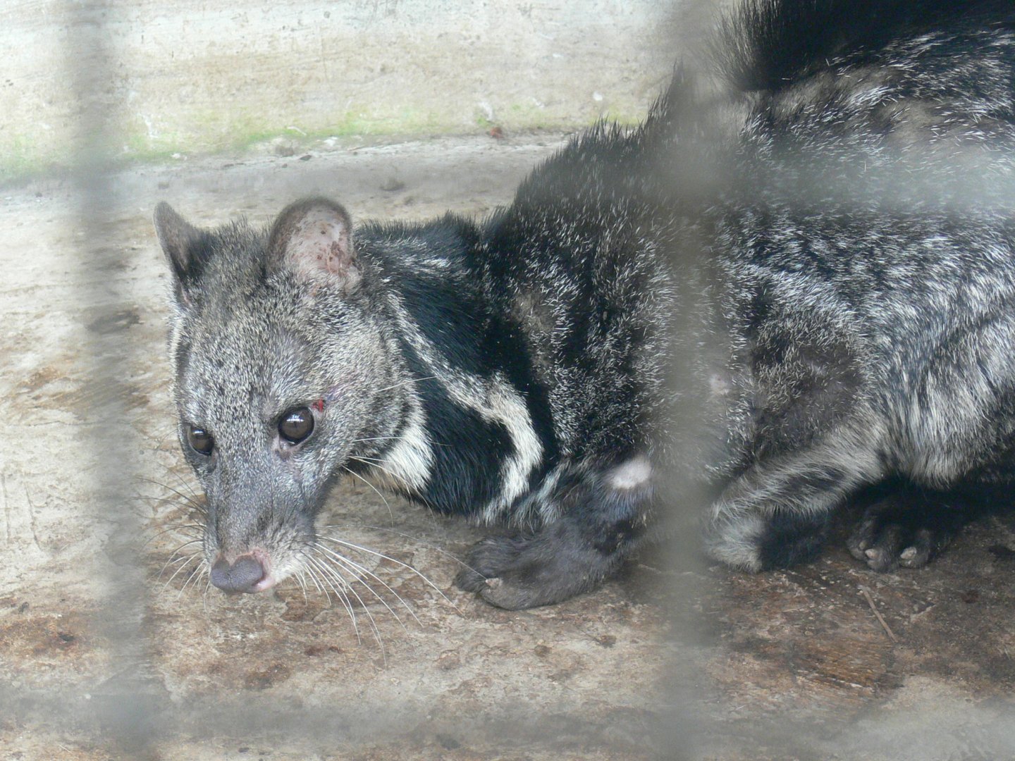 Large Indian Civet