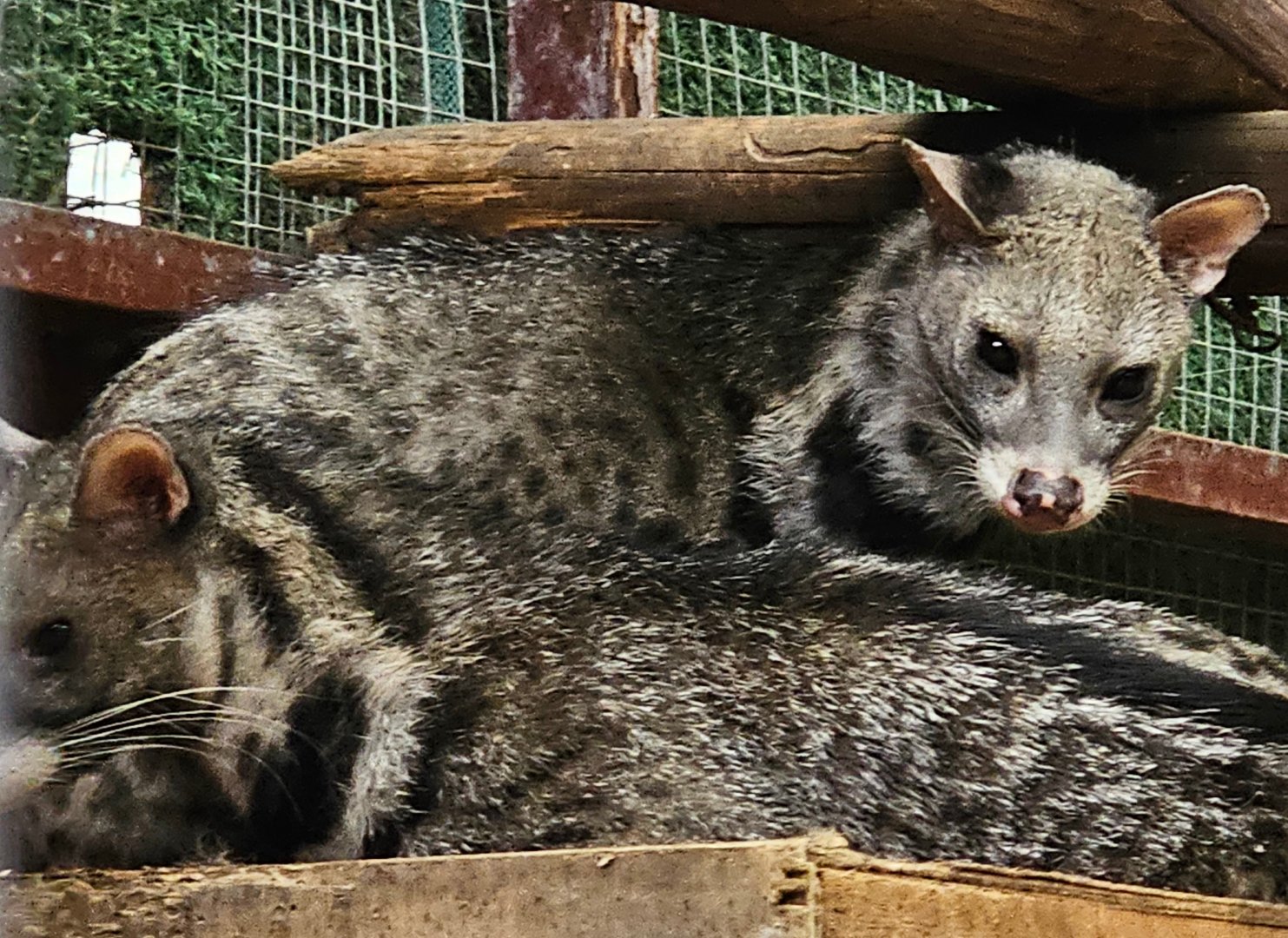 Large Indian Civets (Viverra zibetha)