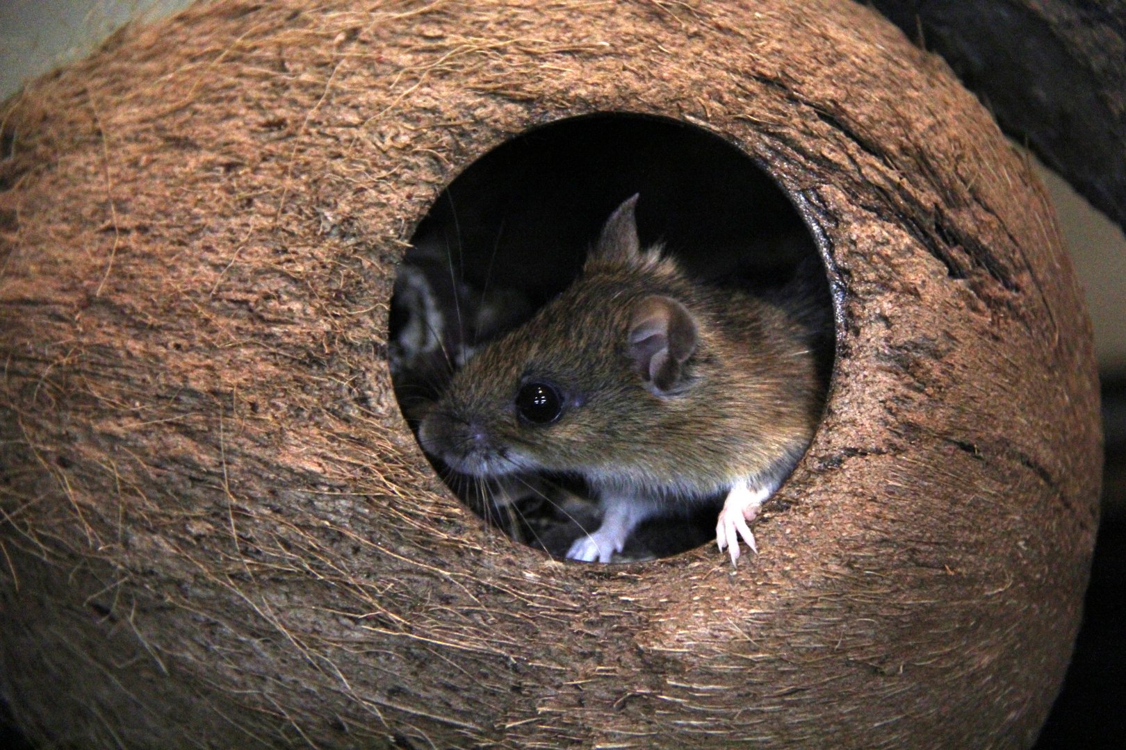 large Japanese field mouse (Apodemus speciosus)