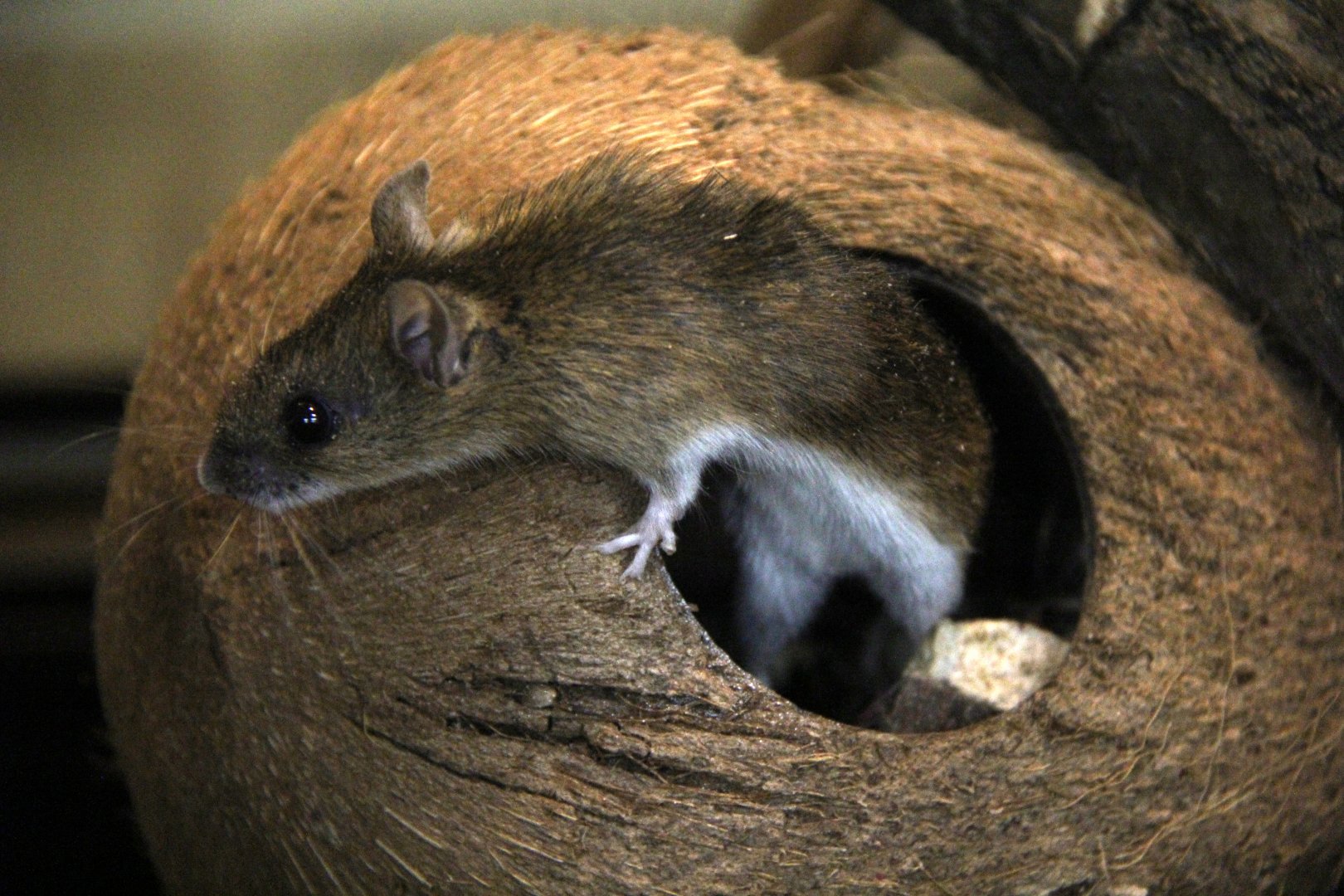 large Japanese field mouse (Apodemus speciosus)