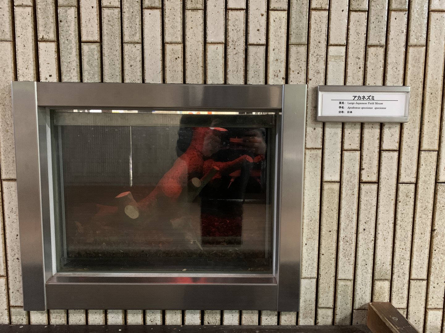 Large Japanese Field Mouse Exhibit