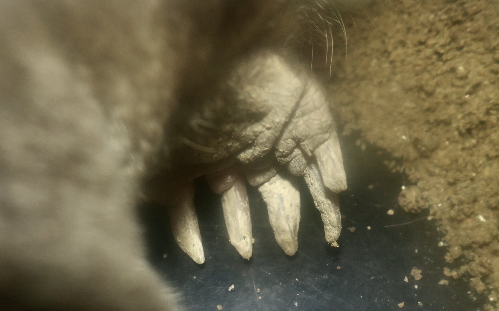 Large Japanese Mole (Mogera wogura) foot closeup