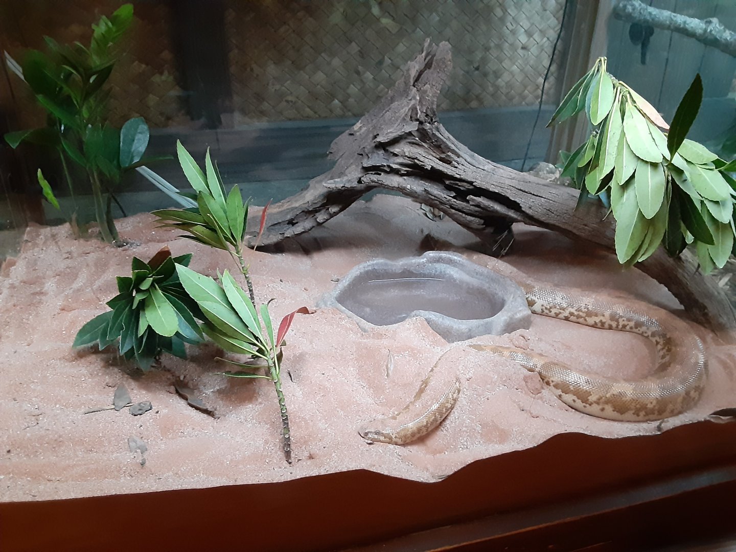 Large Kenyan Sand Boa