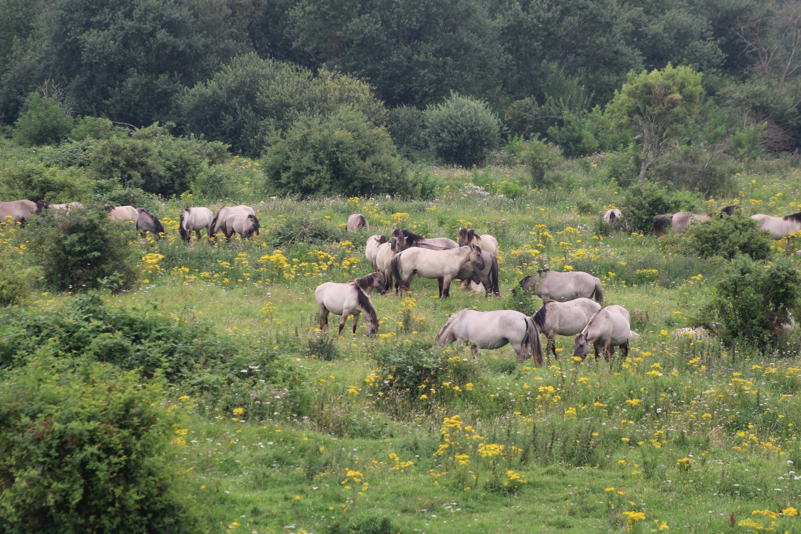 Large Konik-herd