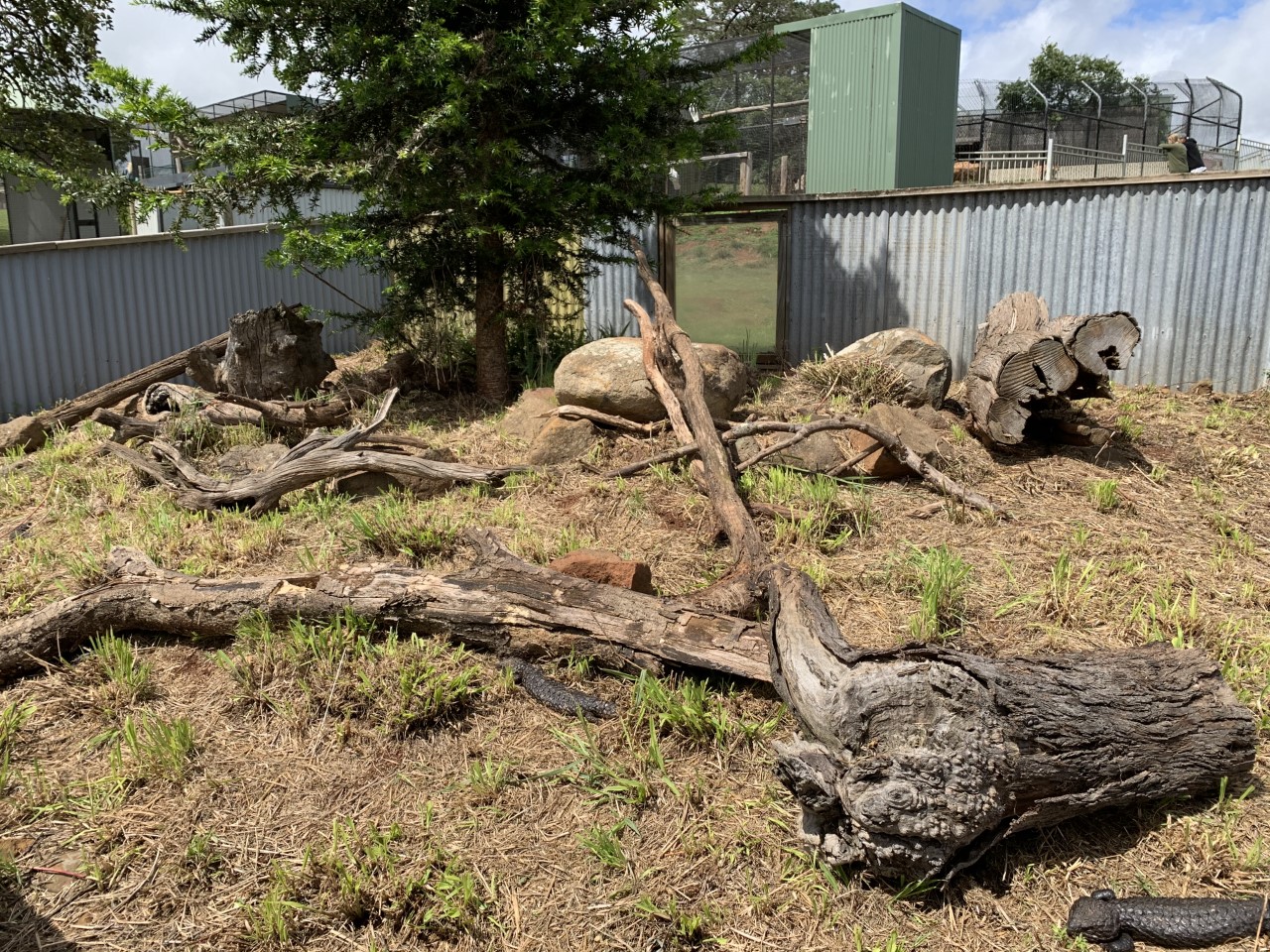 Large Lizard Pit- Shingleback Lizards