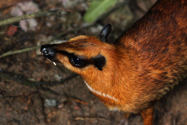 large Malayan chevrotain