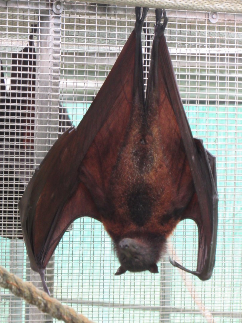 Large/Malayan Flying Fox