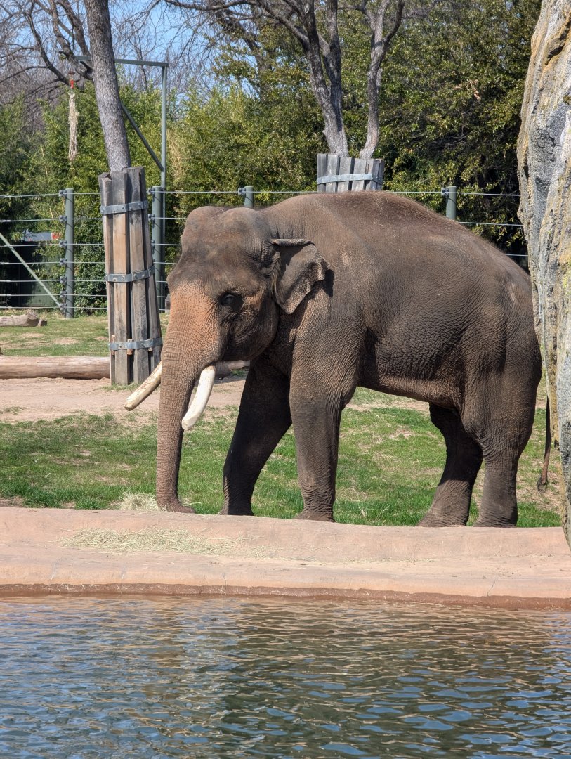 Large male Asian elephant
