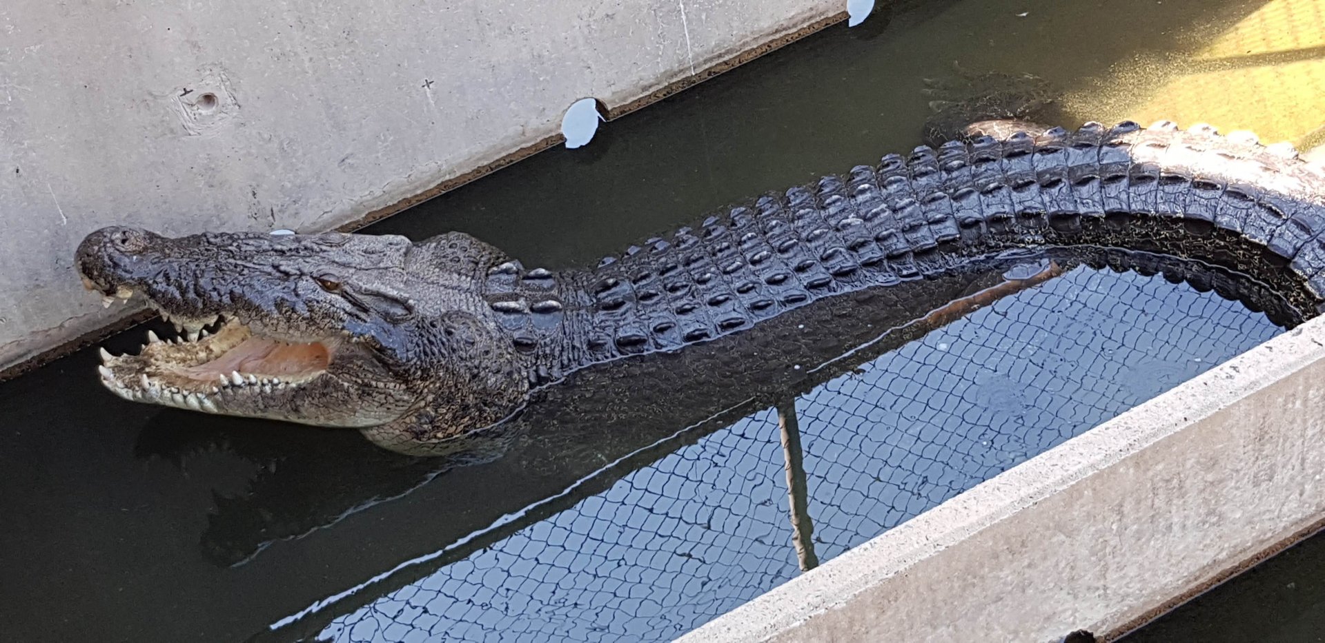 large male croc in the breeding pens