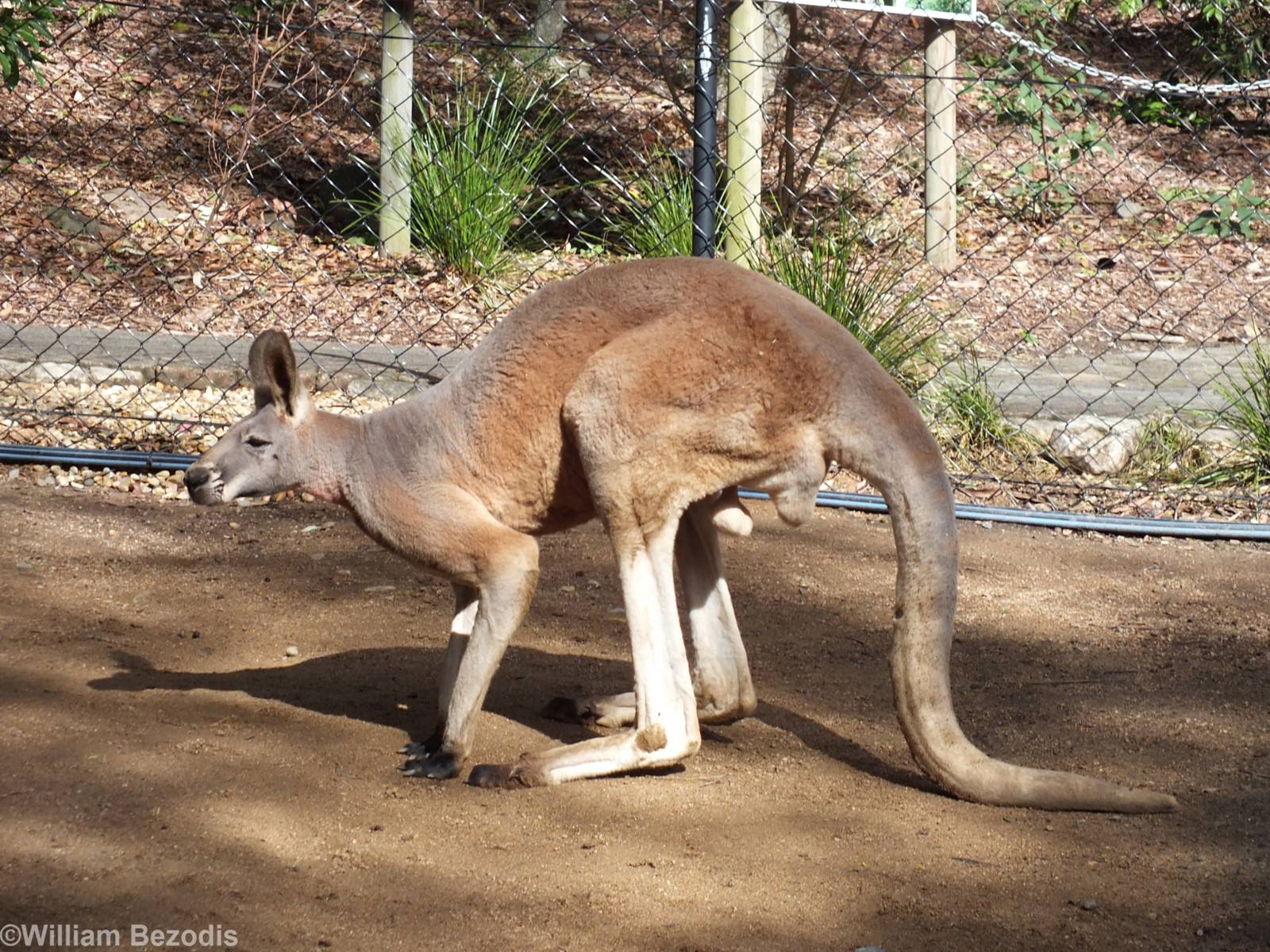 Large Male Red Kangaroo in Walkthrough Enclosure