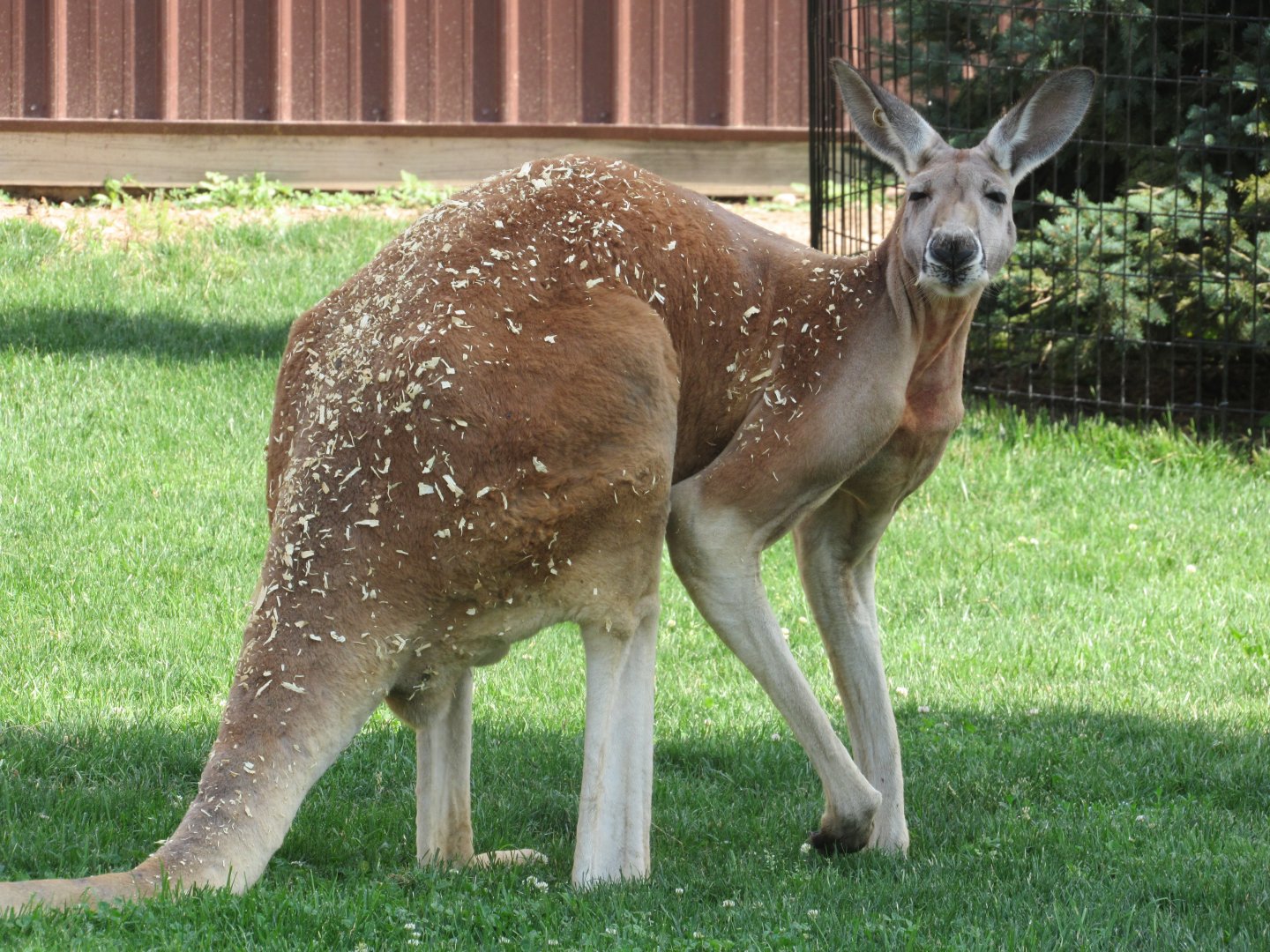 Large male Red Kangaroo