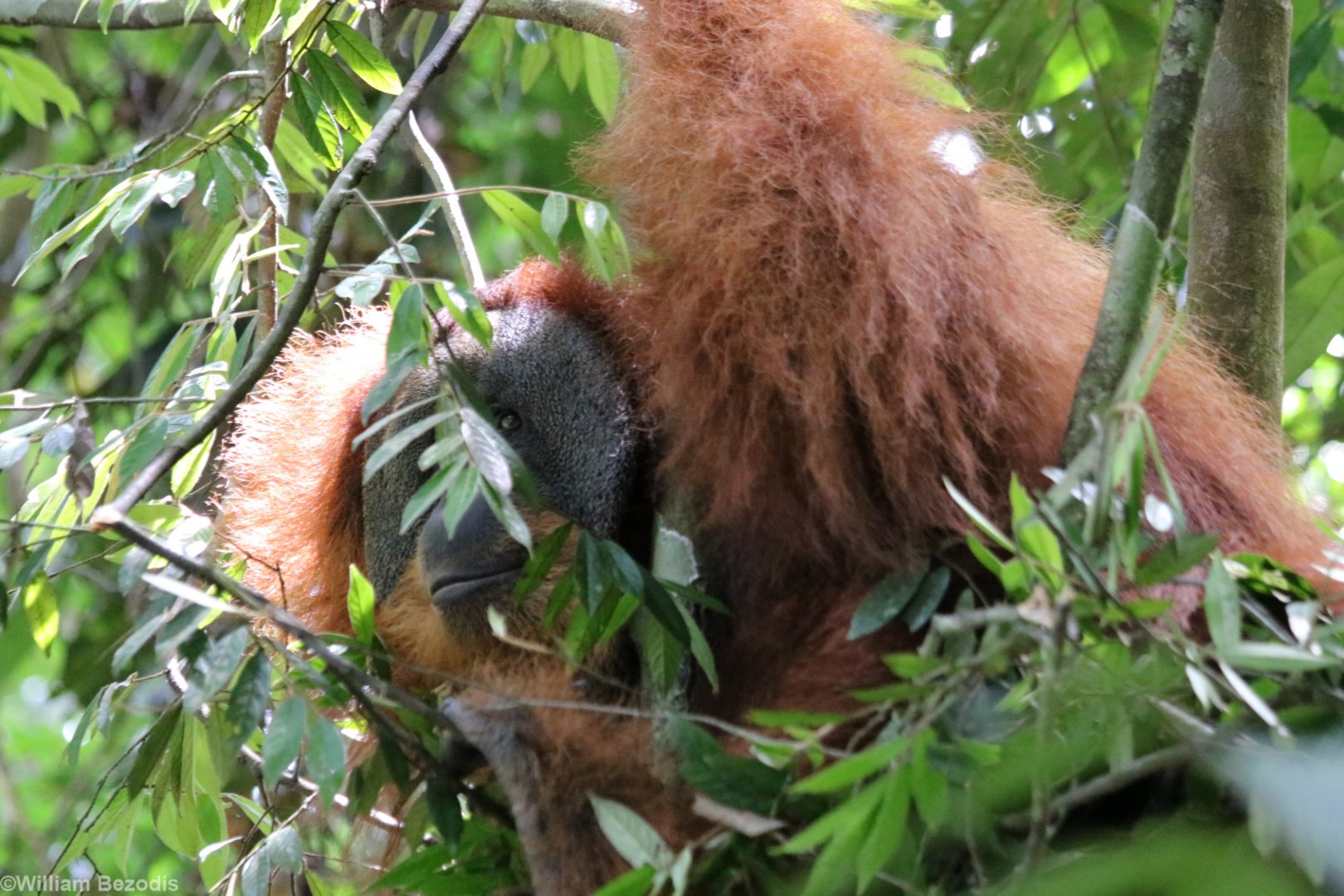 Large Male Sumatran Orangutan