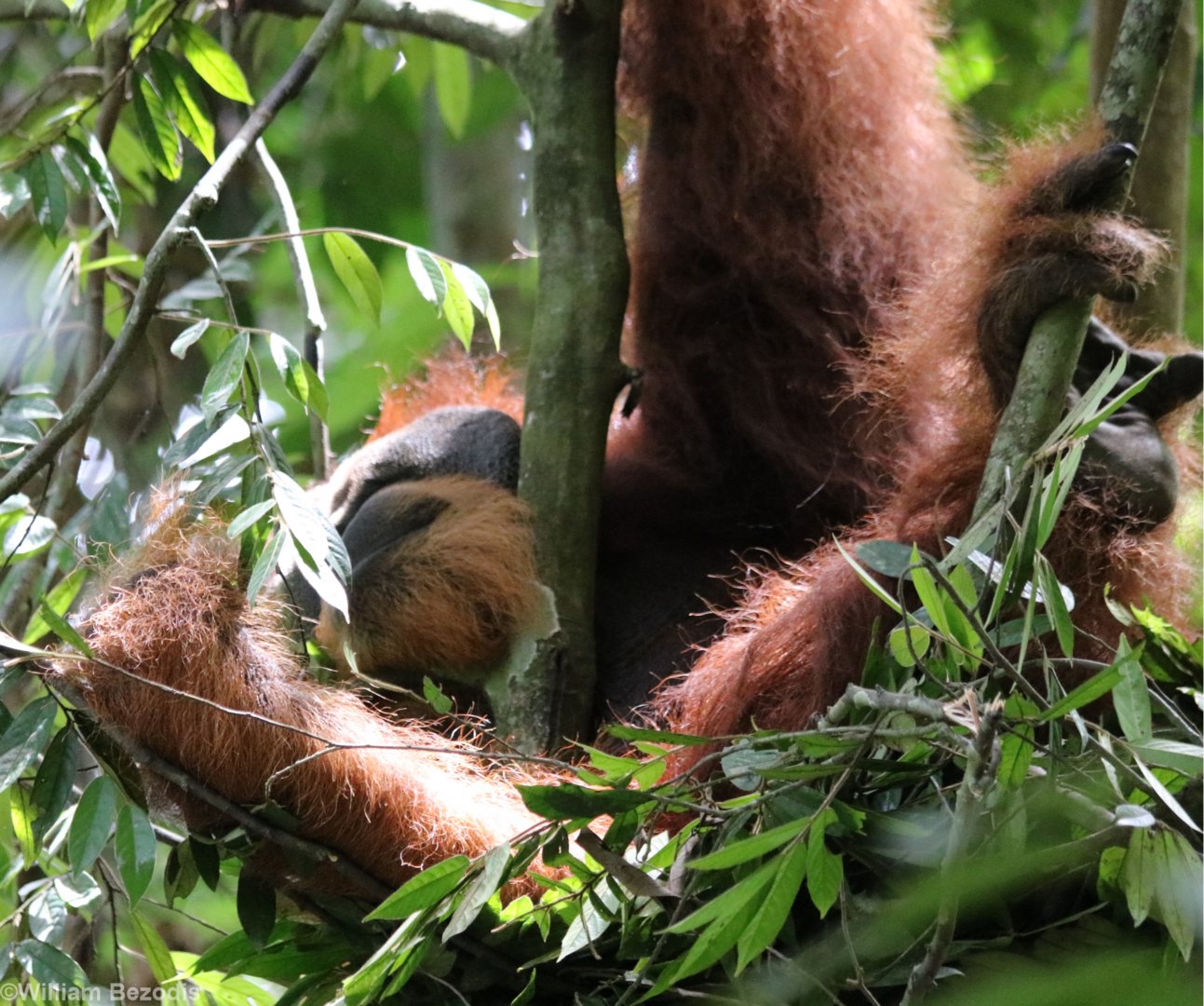 Large Male Sumatran Orangutan