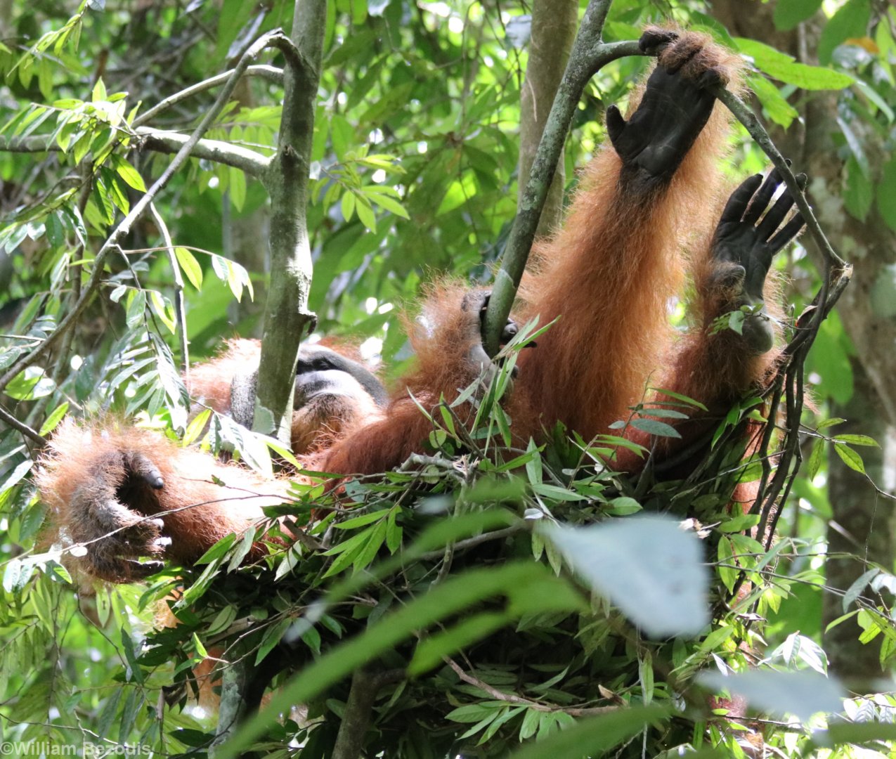 Large Male Sumatran Orangutan