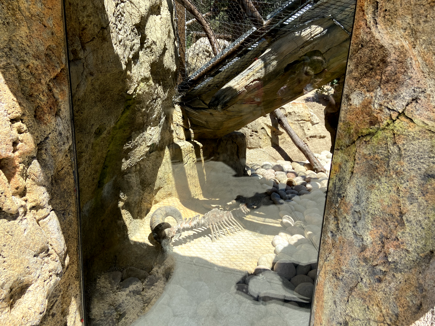 Large Mammal Exhibit 7