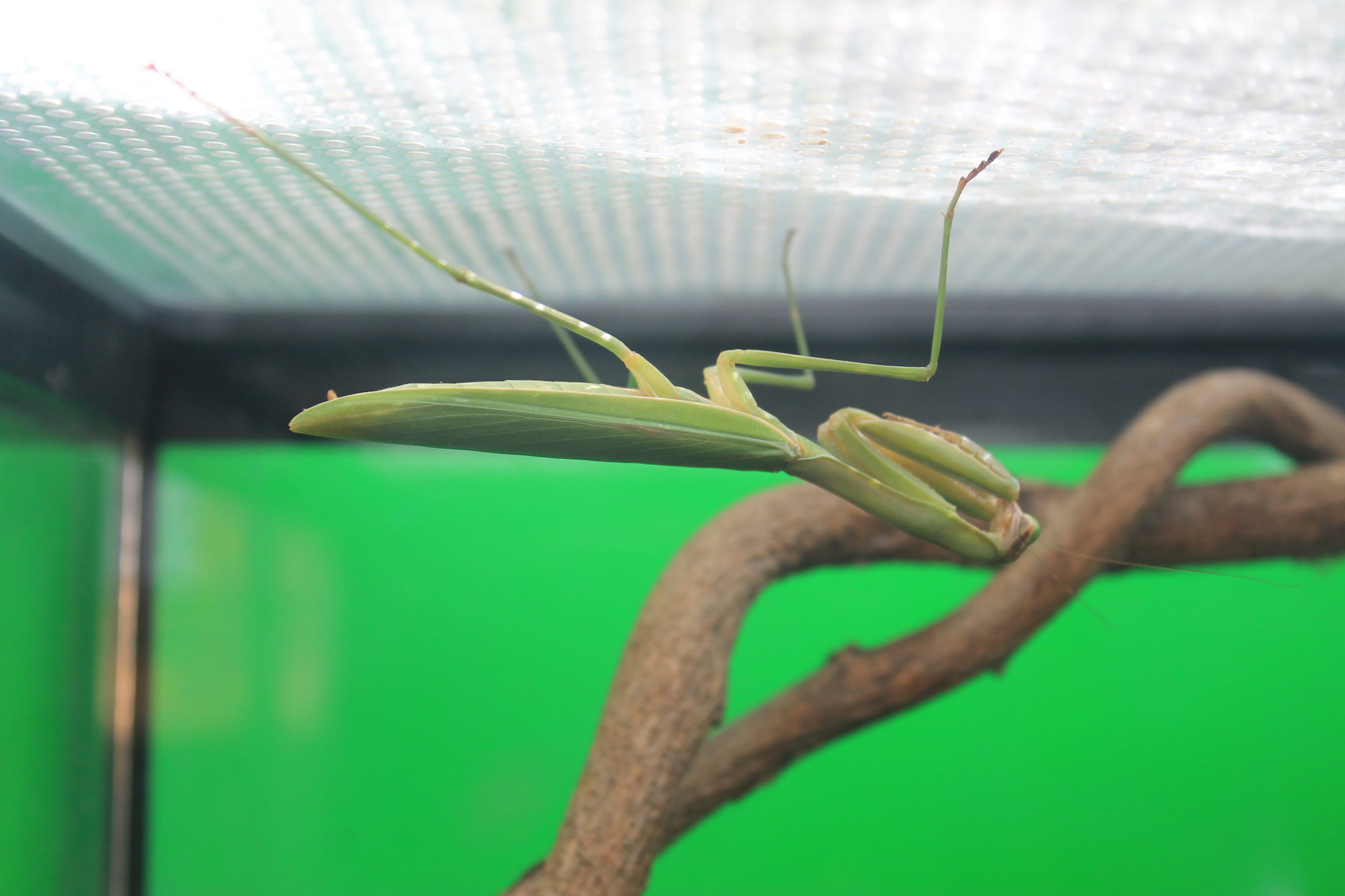 Large Mantis (Tenodera aridifolia)