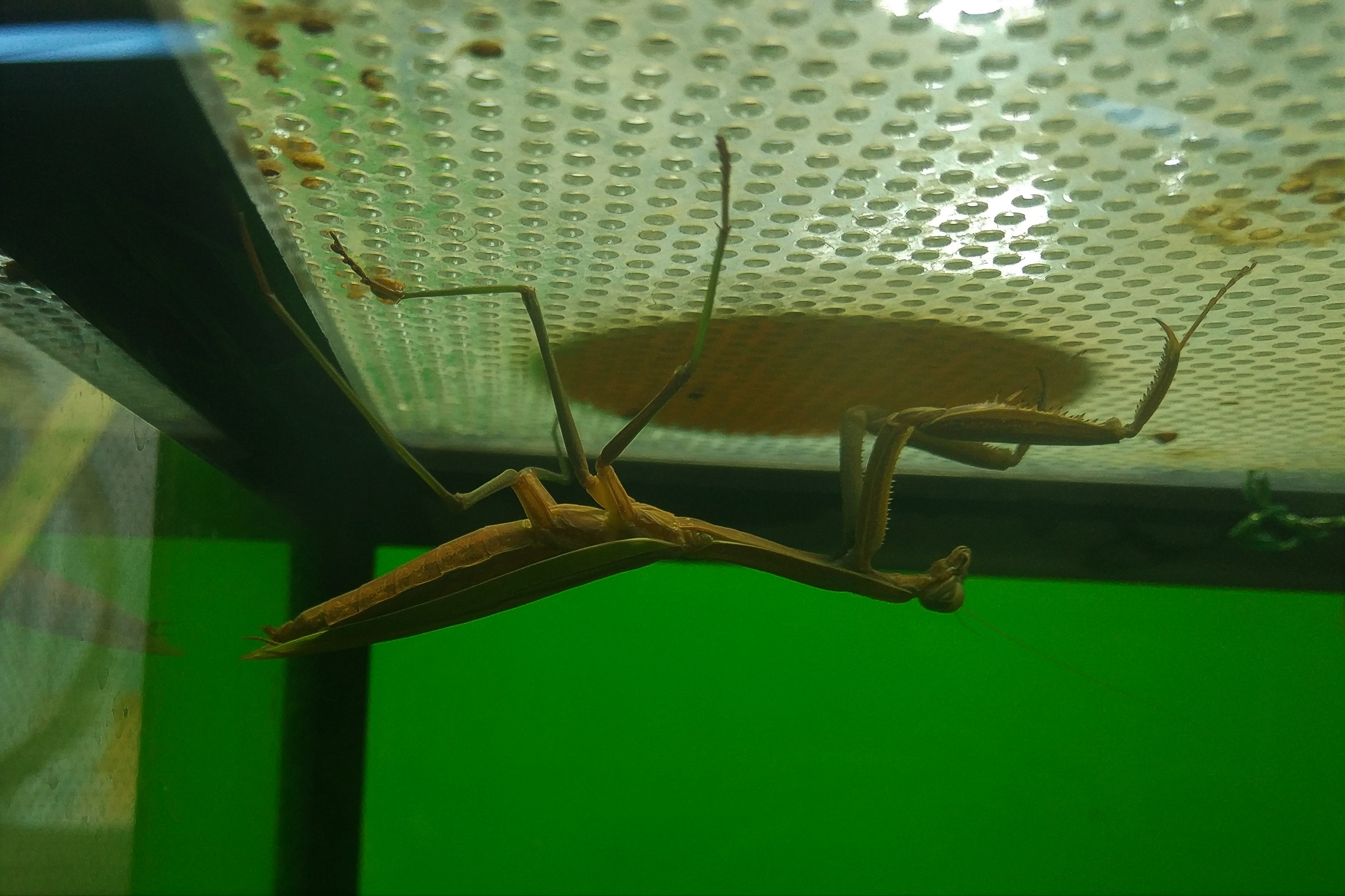 Large Mantis