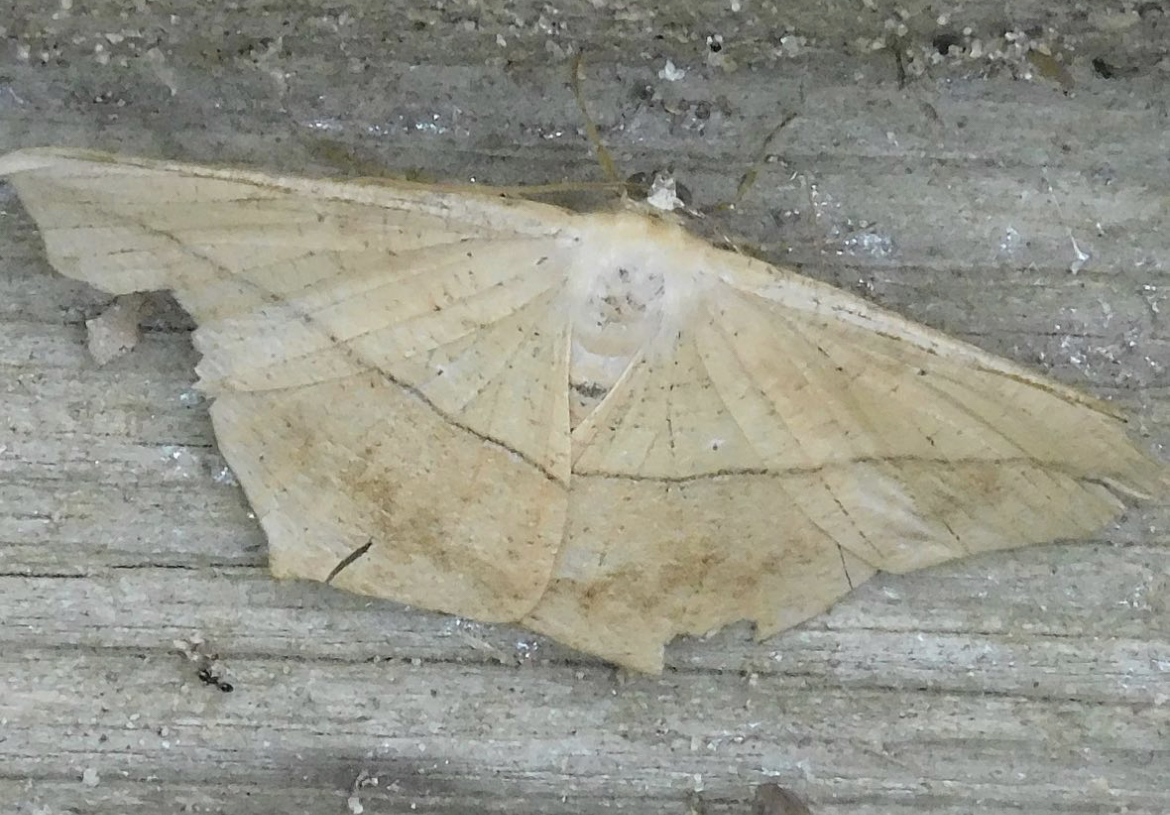 large maple spanworm moth