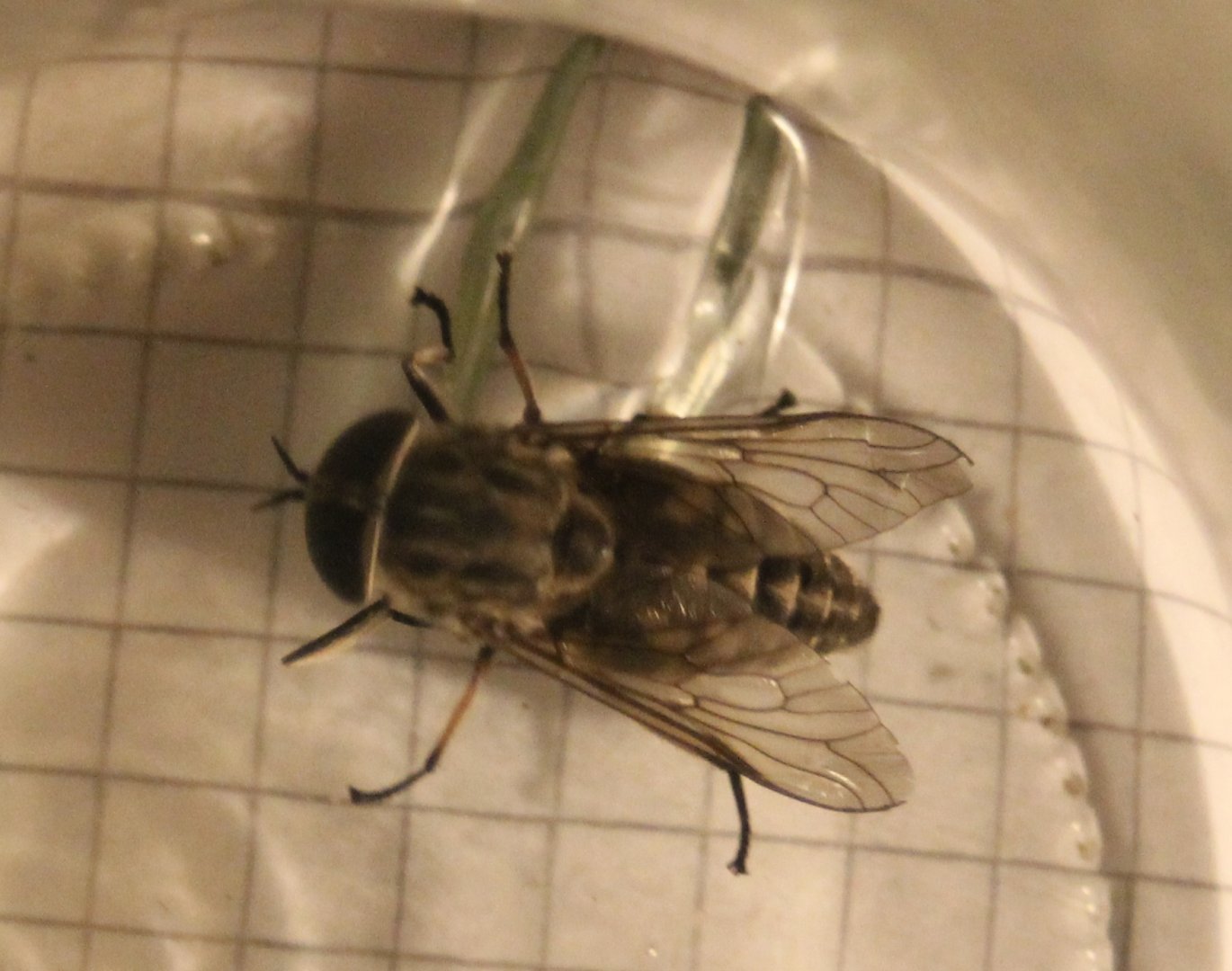 Large marsh horsefly - Tabanus autumnalis