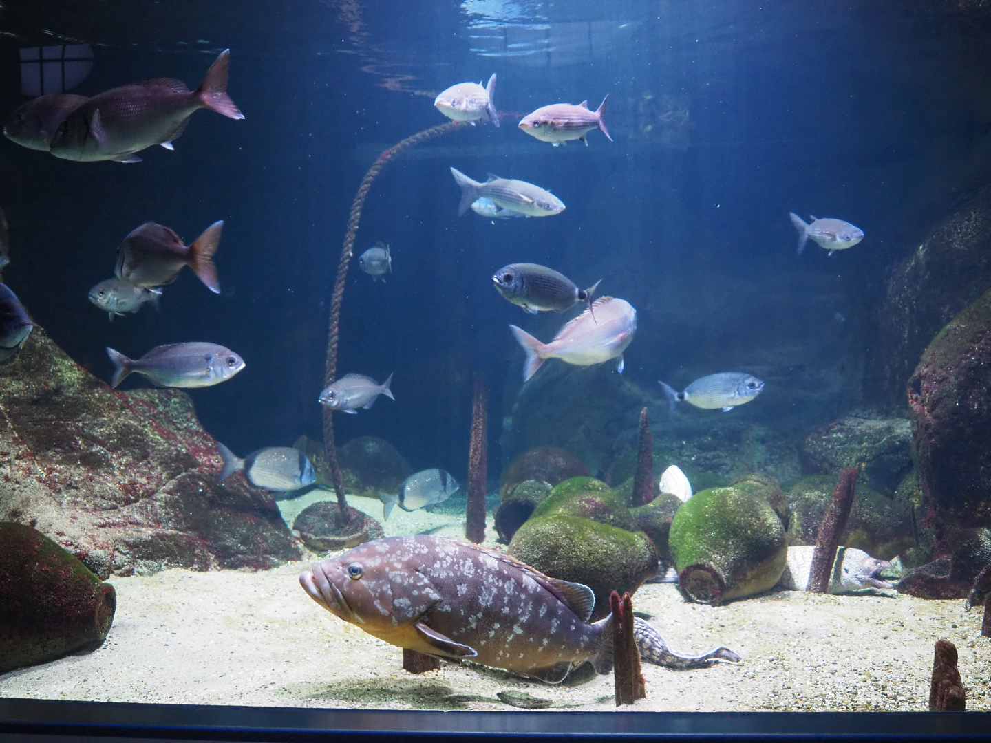 Large Mediterranean fish tank, 2020-09-20