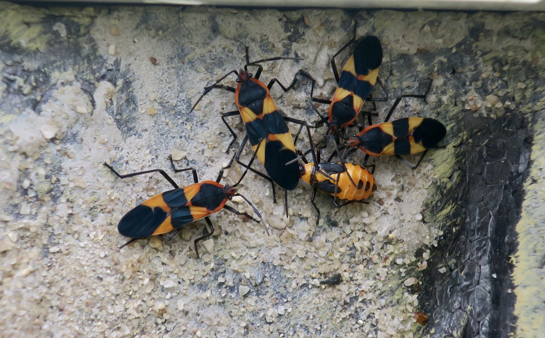 Large Milkweed Bug (Oncopeltus fasciatus)
