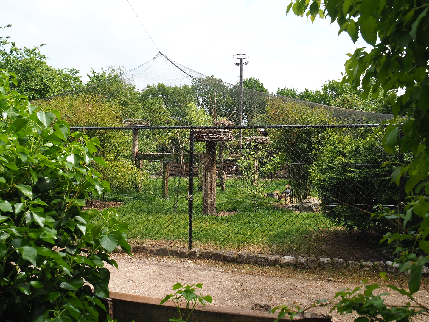 Large mixed aviary, 2022-05-17