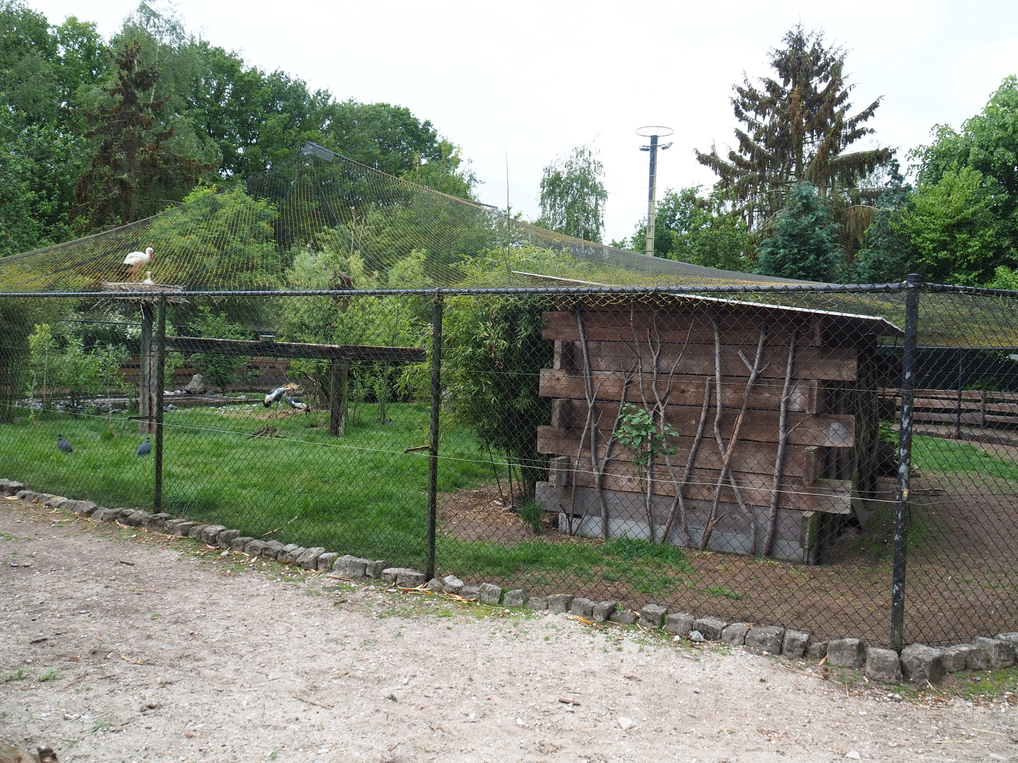 Large mixed aviary, 2022-05-17