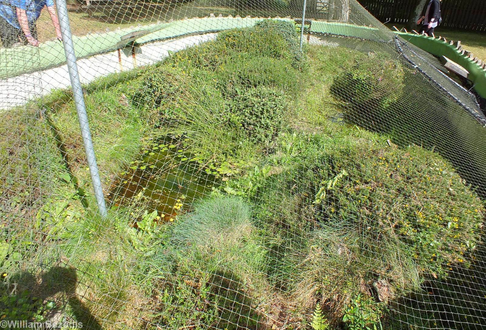 Large Mixed Enclosure for Natterjack Toad, Common Lizard, Common Frog and S
