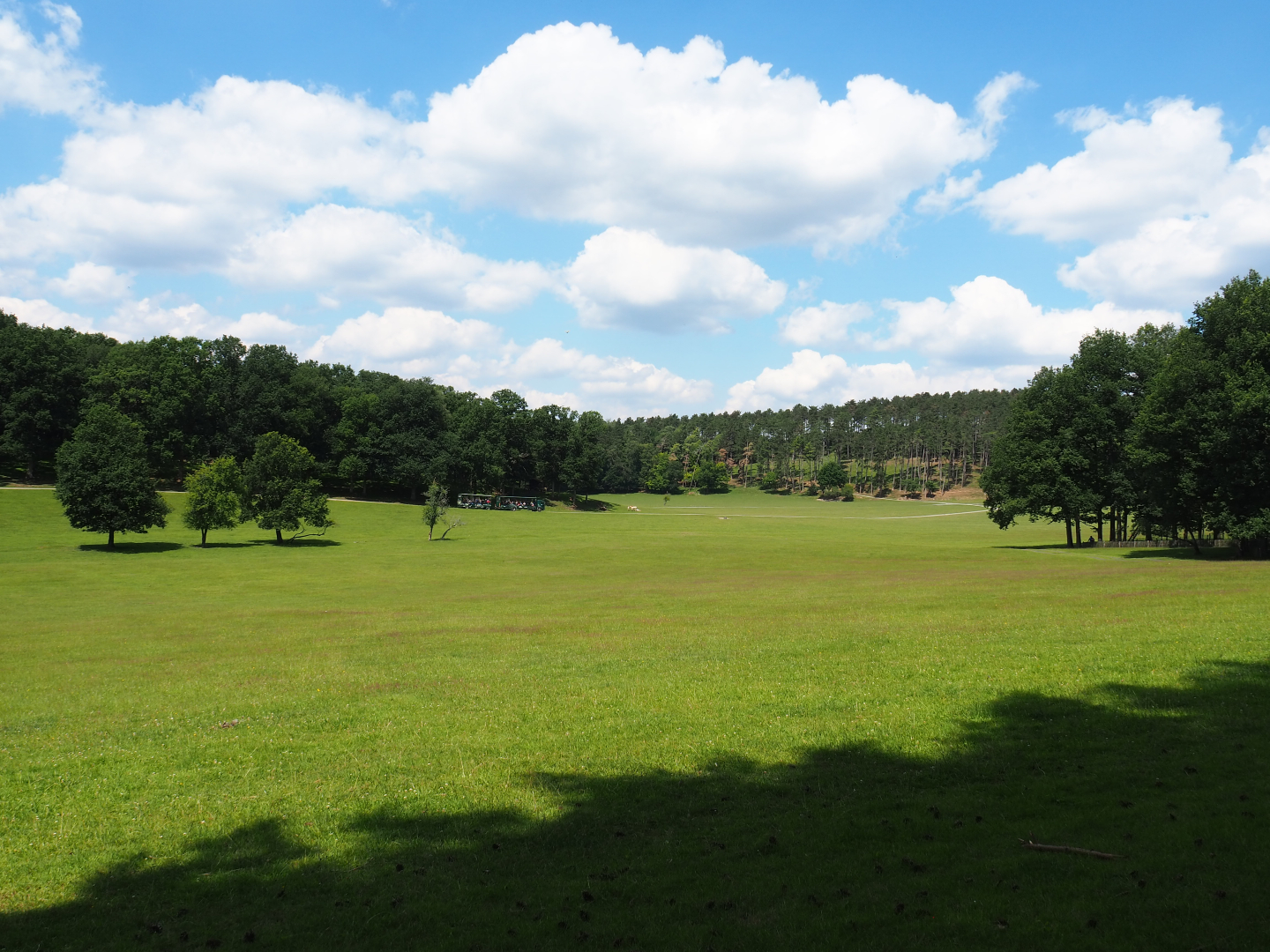 Large mixed hoofstock paddock in the Lesse valley/Lower area of the wildlife park, 2020-07-12