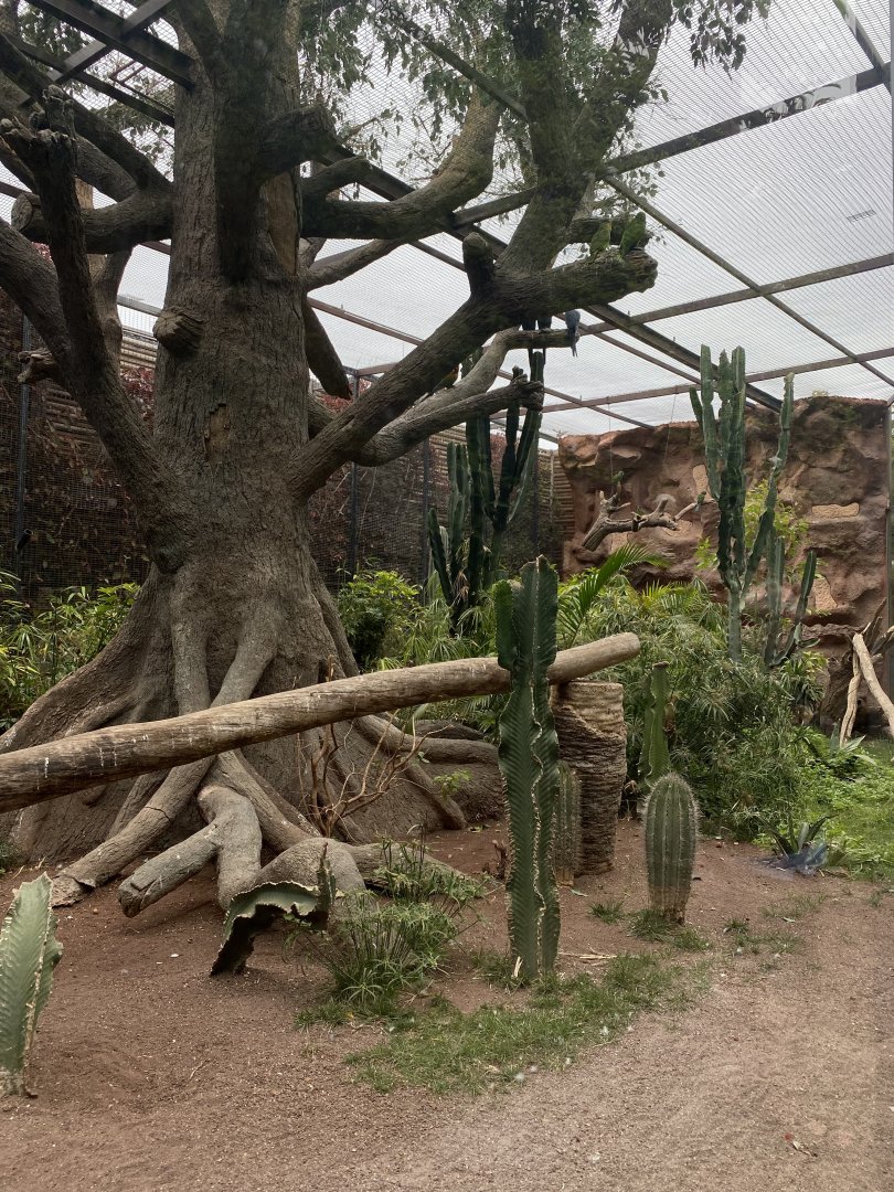 Large Mixed Macaw species aviary