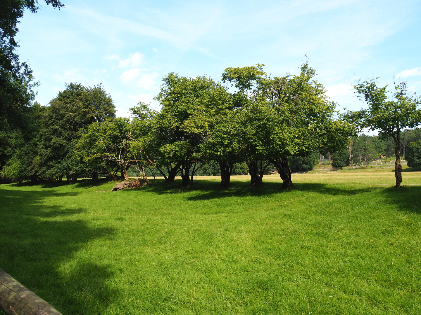 Large mixed paddock in the Lesse Valley and lower part of the wildlife park, 2021-08-15