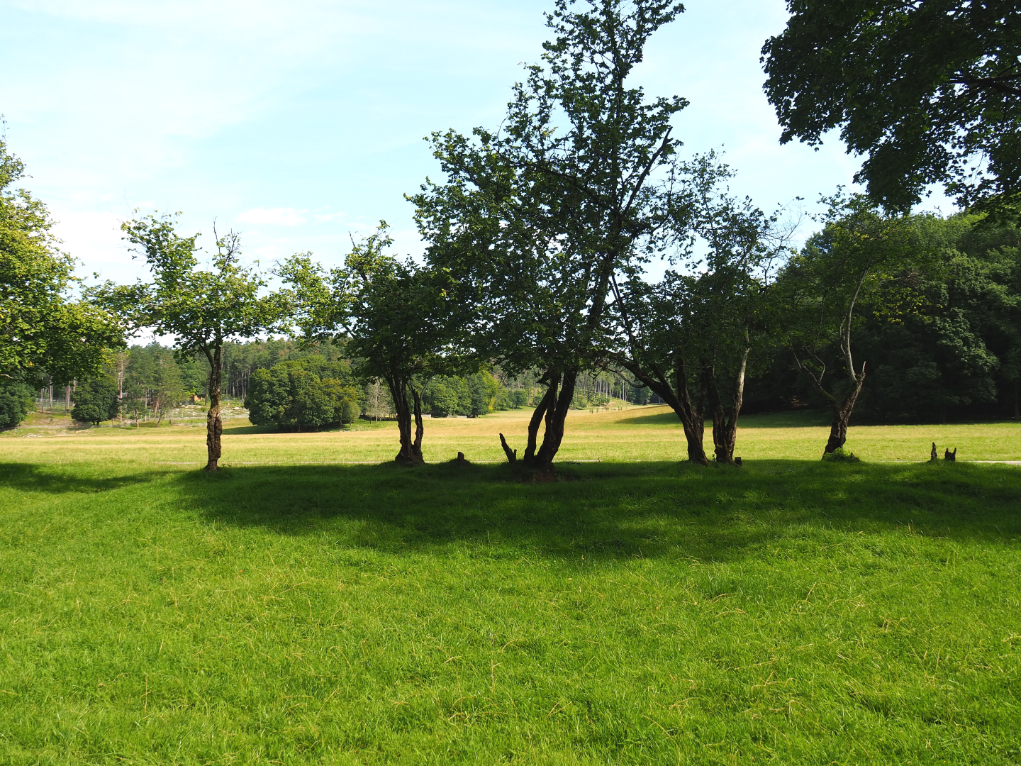 Large mixed paddock in the Lesse Valley and lower part of the wildlife park, 2021-08-15