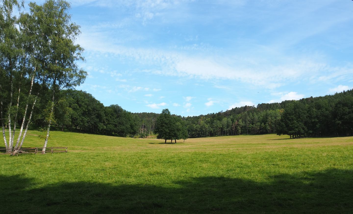 Large mixed paddock in the Lesse Valley and lower part of the wildlife park, 2021-08-15