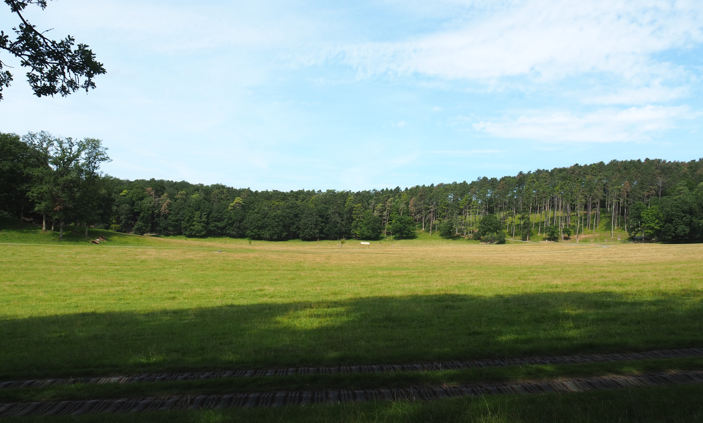 Large mixed paddock in the Lesse Valley and lower part of the wildlife park, 2021-08-15