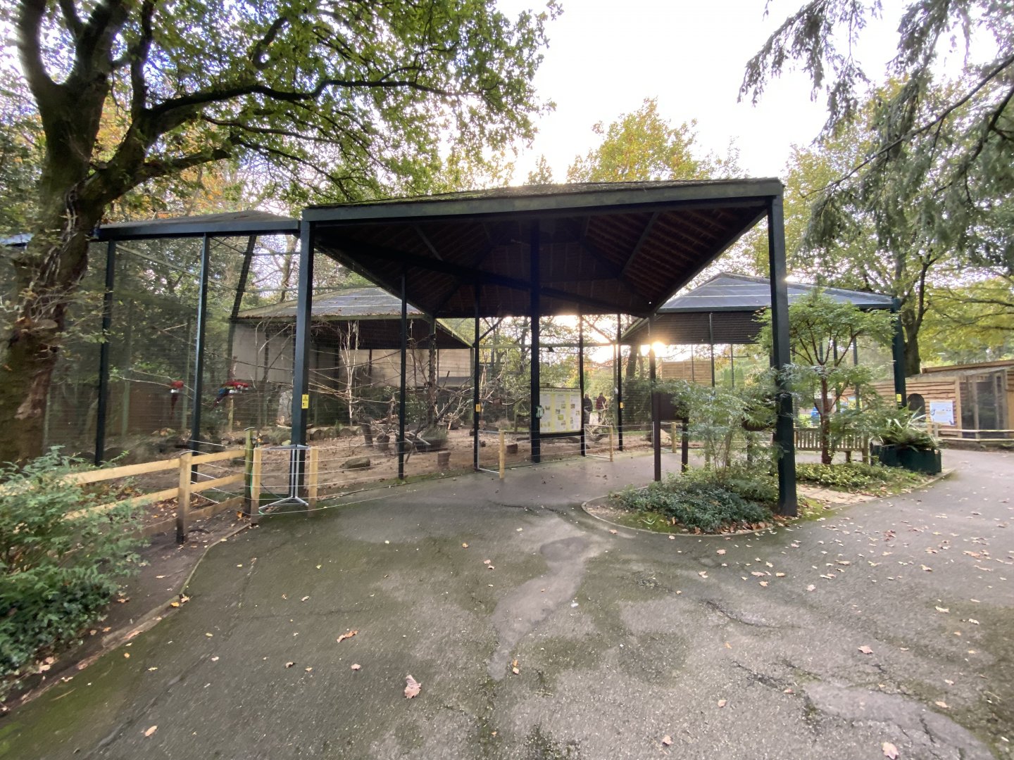 Large mixed parrot aviary 061121