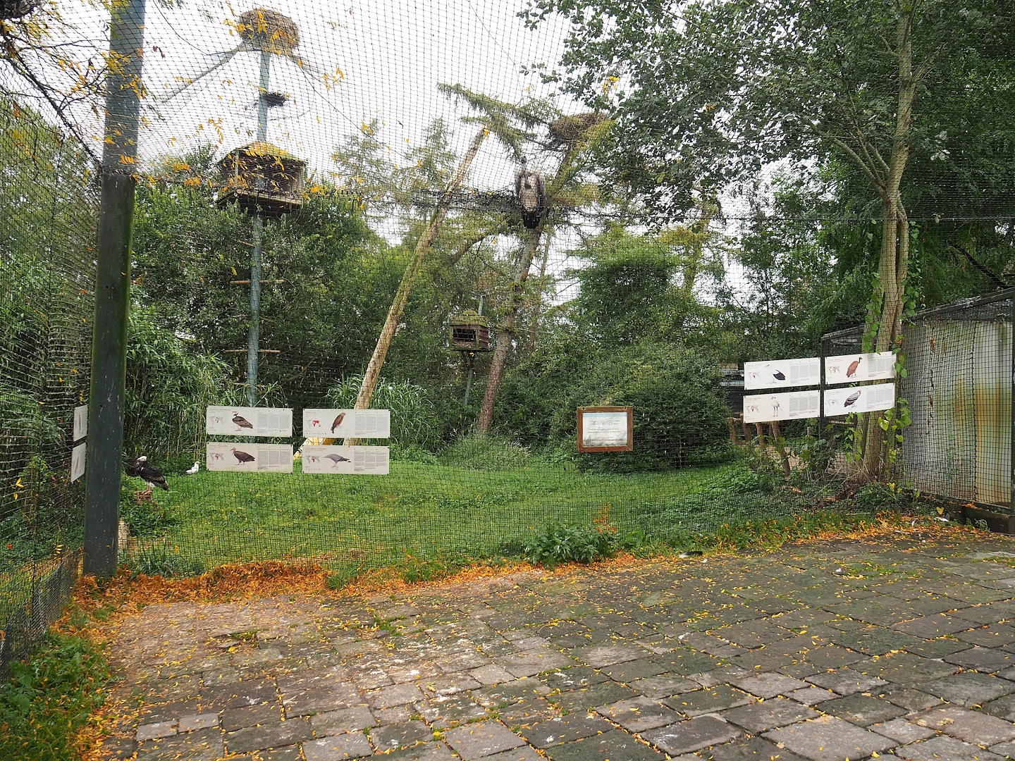Large mixed raptor and vulture aviary, 2023-10-13