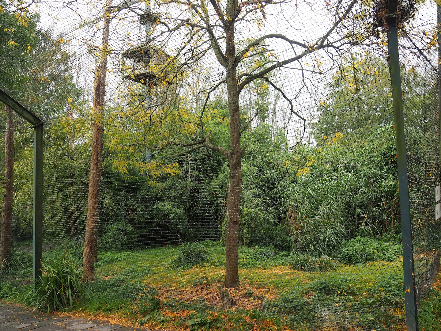 Large mixed raptor and vulture aviary, 2023-10-13