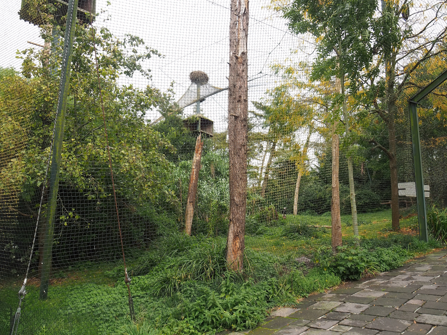 Large mixed raptor and vulture aviary, 2023-10-13