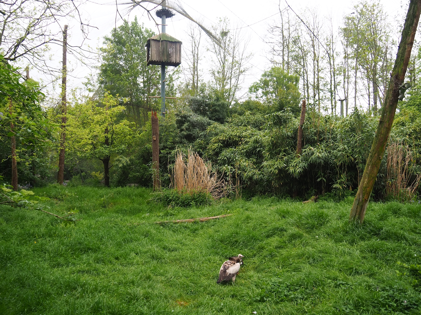 Large mixed raptor aviary, 2023-05-15