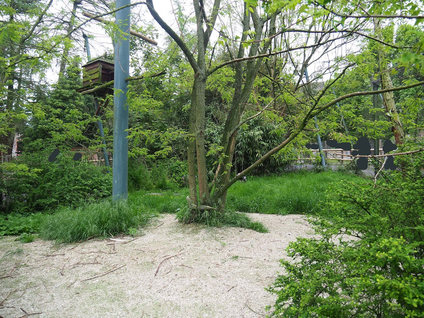 Large mixed raptor aviary, 2023-05-15